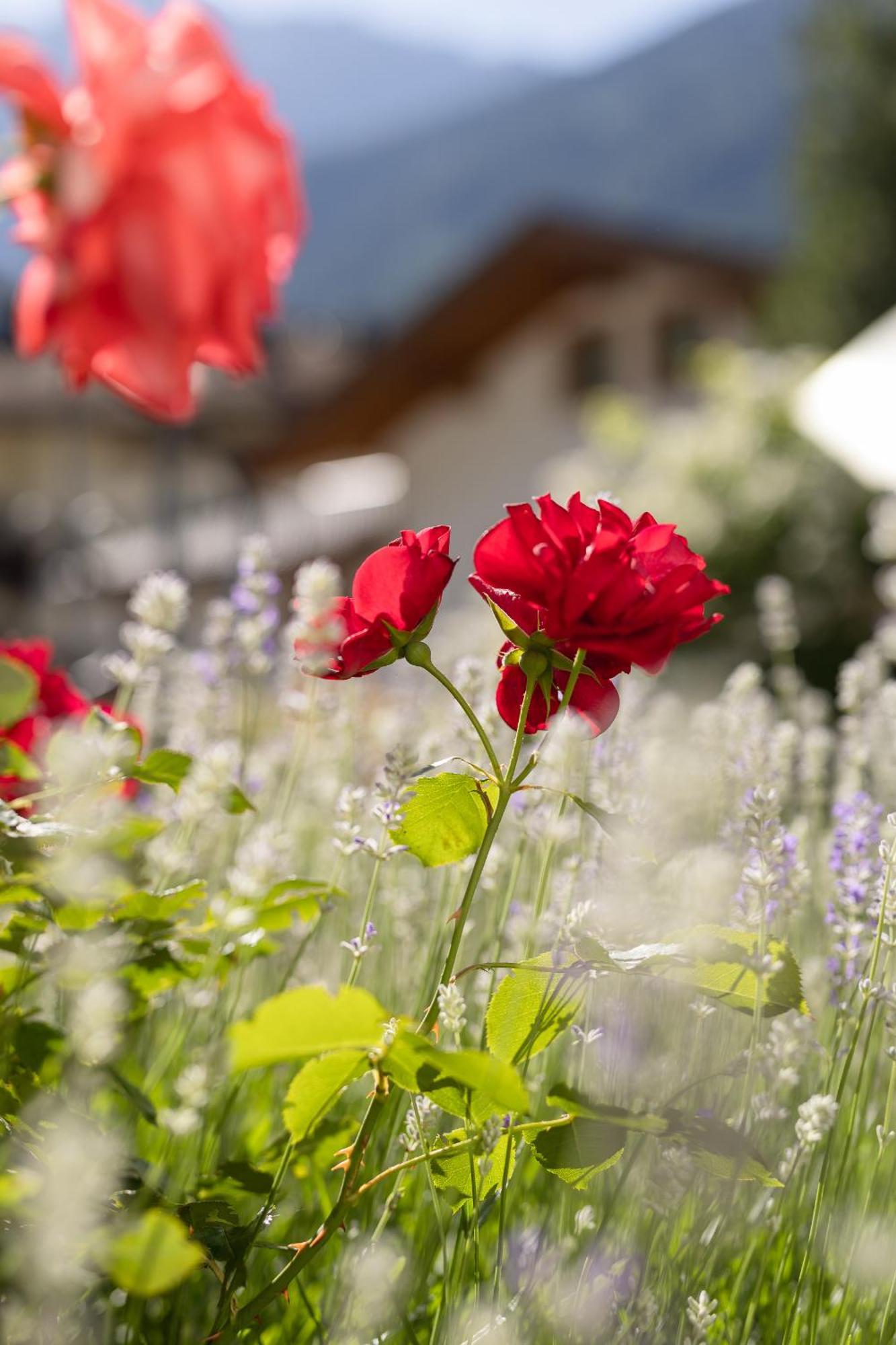 Pension Gulla - Ferienhaus Appartements B&B Neustift im Stubaital Ngoại thất bức ảnh