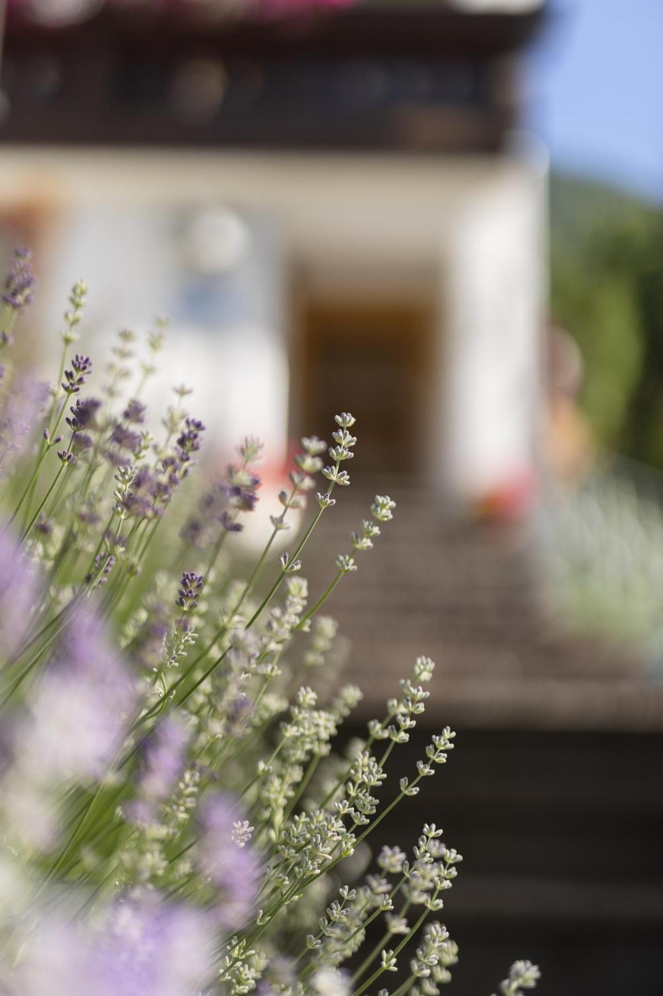 Pension Gulla - Ferienhaus Appartements B&B Neustift im Stubaital Ngoại thất bức ảnh